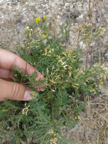 Rorippa palustris (Bog Yellowcress)