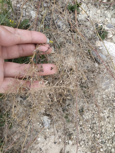 Rorippa palustris (Bog Yellowcress)