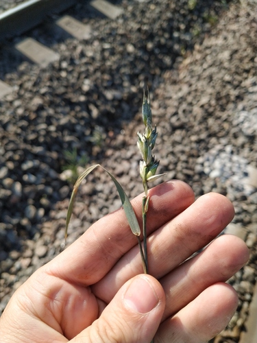 Triticum aestivum (Bread Wheat)