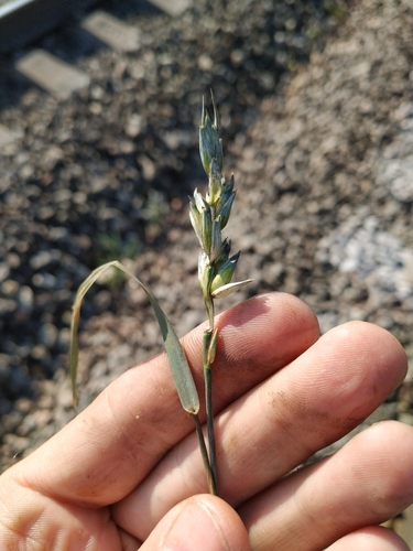 Triticum aestivum (Bread Wheat)