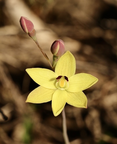 Thelymitra antennifera (lemon-scented sun orchid) (alternate view 10)