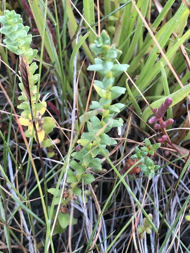 Lysimachia maritima (Sea Milkwort)
