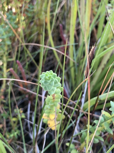 Lysimachia maritima (Sea Milkwort)