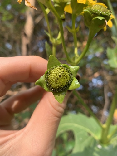 Silphium perfoliatum (cup plant)