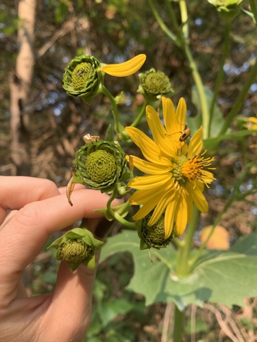 Silphium perfoliatum (cup plant)