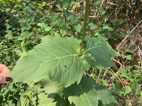 Silphium perfoliatum (cup plant)