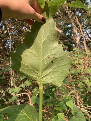 Silphium perfoliatum (cup plant)
