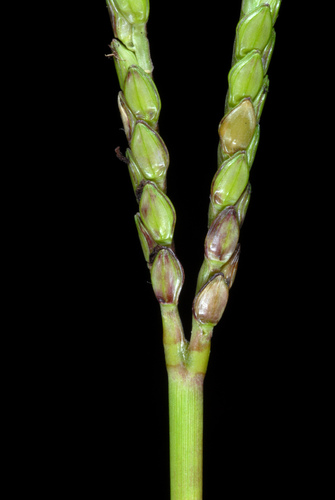 Paspalum notatum (Bahia Grass)
