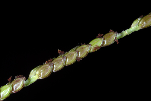 Paspalum notatum (Bahia Grass) (alternate view 2)