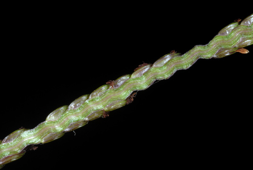 Paspalum notatum (Bahia Grass) (alternate view 3)