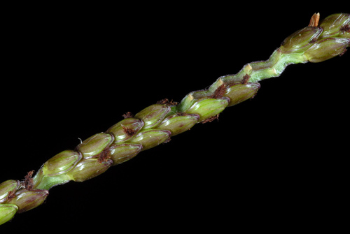 Paspalum notatum (Bahia Grass) (alternate view 4)