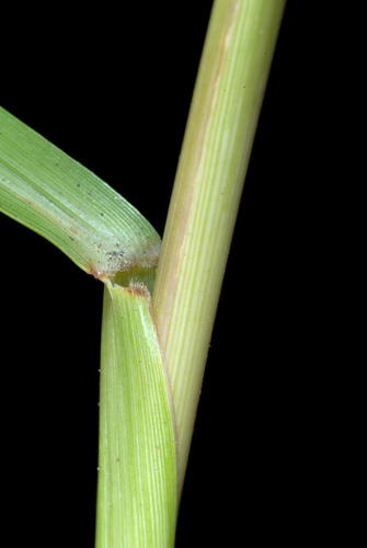 Paspalum notatum (Bahia Grass) (alternate view 5)