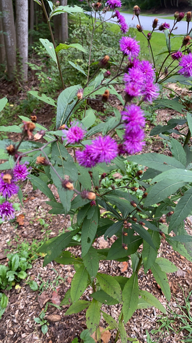 Vernonia noveboracensis (New York Ironweed)
