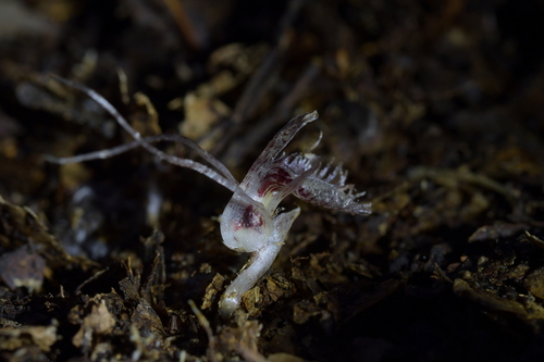 Corybas (Helmet orchids) (alternate view 2)