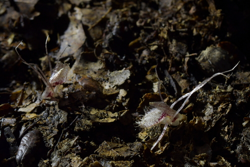 Corybas (Helmet orchids) (alternate view 5)