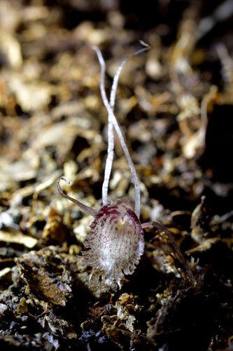 Corybas (Helmet orchids) (alternate view 3)