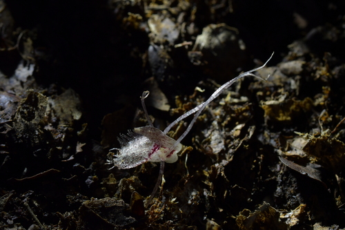 Corybas (Helmet orchids) (alternate view 4)
