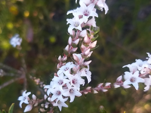 Epacris microphylla (Coral Heath)