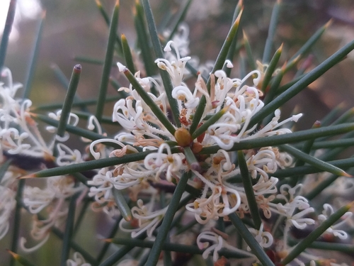 Hakea teretifolia (Dagger Hakea) (alternate view 3)