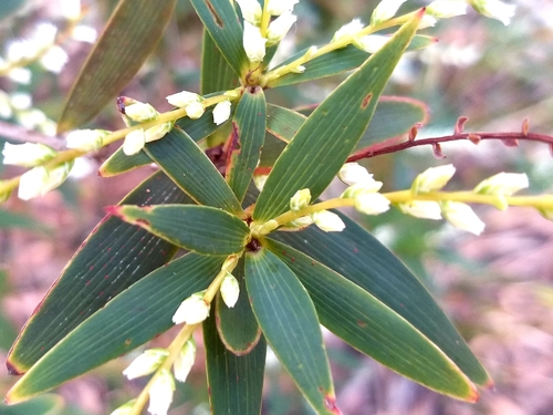 Leucopogon affinis (Lance Beard-heath)