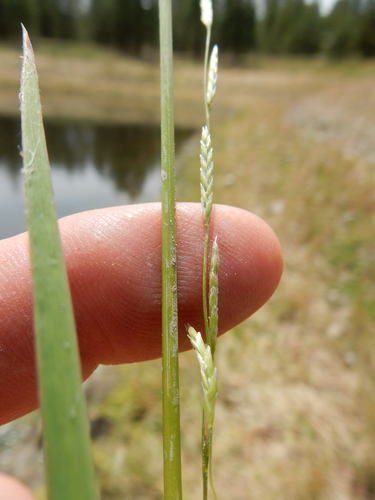 Glyceria borealis (northern mannagrass)