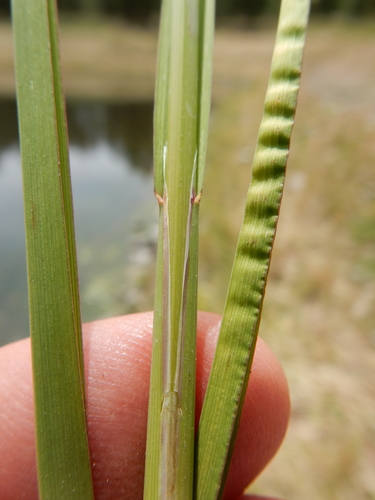Glyceria borealis (northern mannagrass)