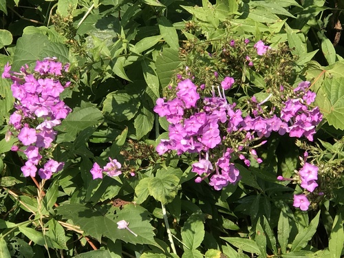 Phlox paniculata spp. (Tall Phlox Mix) (alternate view 8)