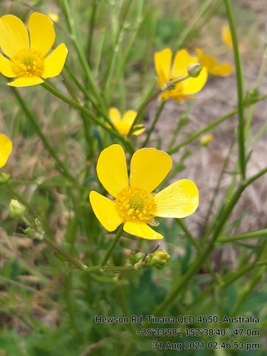 Ranunculus lappaceus (Australian Buttercup)