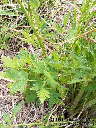 Ranunculus lappaceus (Australian Buttercup) (alternate view 2)