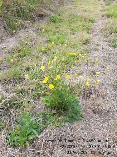 Ranunculus lappaceus (Australian Buttercup) (alternate view 3)
