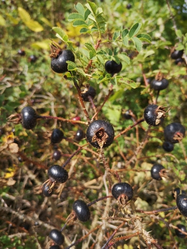 Rosa spinosissima (Burnet Rose)