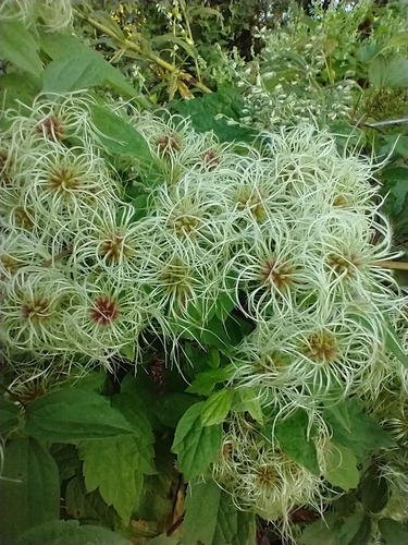 Clematis virginiana (virgin's-bower)