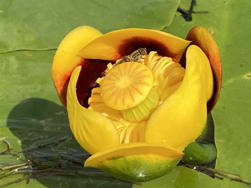 Nuphar variegata (Variegated Yellow Pond-Lily)
