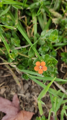 Lysimachia arvensis (scarlet pimpernel)