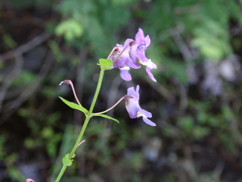 Angelonia angustifolia (Summer Snapdragon) (alternate view 5)
