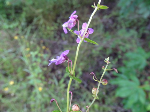 Angelonia angustifolia (Summer Snapdragon) (alternate view 6)