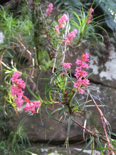 Dracophyllum secundum (necklace heath) (alternate view 8)