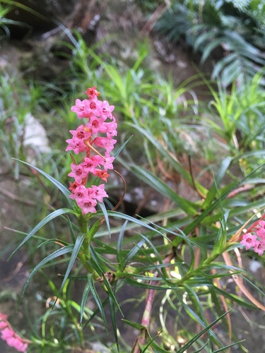 Dracophyllum secundum (necklace heath) (alternate view 9)