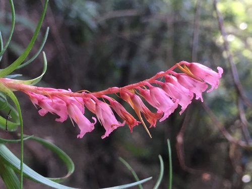 Dracophyllum secundum (necklace heath) (alternate view 10)