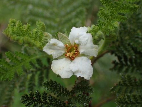Chamaebatia foliolosa (Mountain Misery) (alternate view 7)