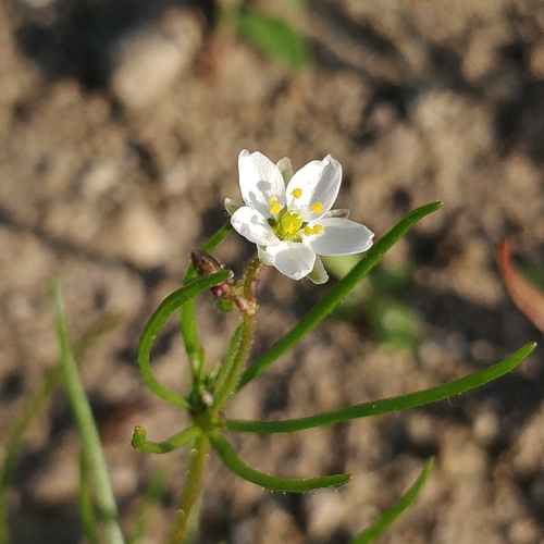 Spergula arvensis (Corn spurrey)