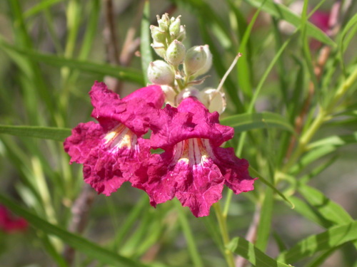 Chilopsis linearis (desert willow) (alternate view 9)