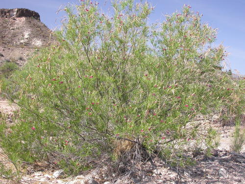 Chilopsis linearis (desert willow) (alternate view 10)