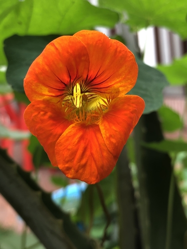 Tropaeolum majus (garden nasturtium)