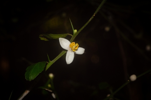 Citrus australasica (Finger Lime)