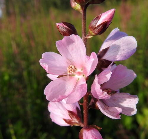 Sidalcea hendersonii (Henderson's Checker-mallow)