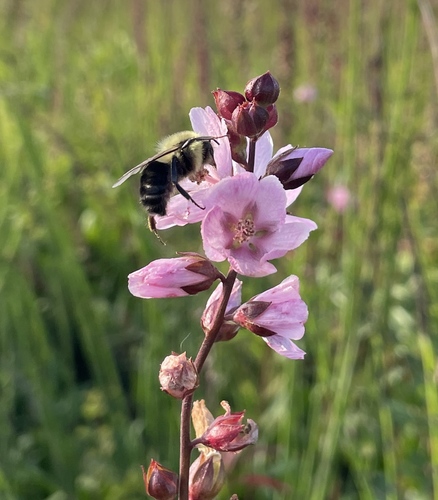 Sidalcea hendersonii (Henderson's Checker-mallow) (alternate view 2)