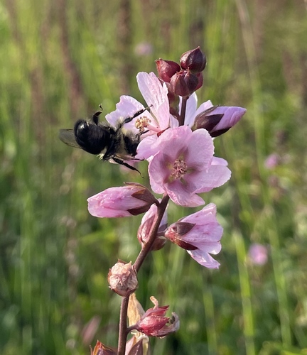 Sidalcea hendersonii (Henderson's Checker-mallow) (alternate view 3)