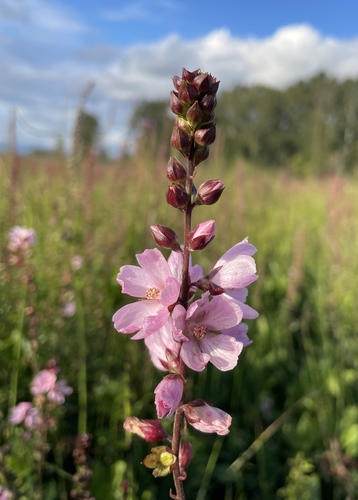 Sidalcea hendersonii (Henderson's Checker-mallow) (alternate view 4)