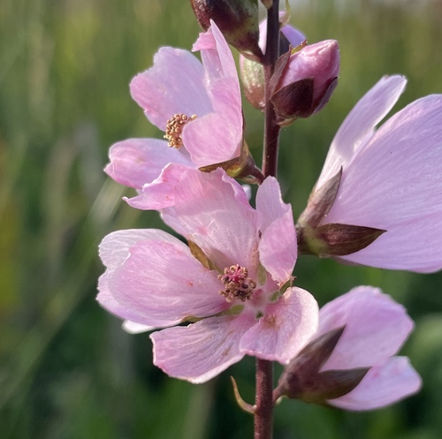 Sidalcea hendersonii (Henderson's Checker-mallow) (alternate view 5)